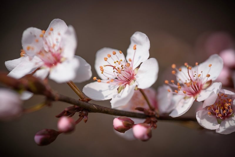 Seasonal Beauties