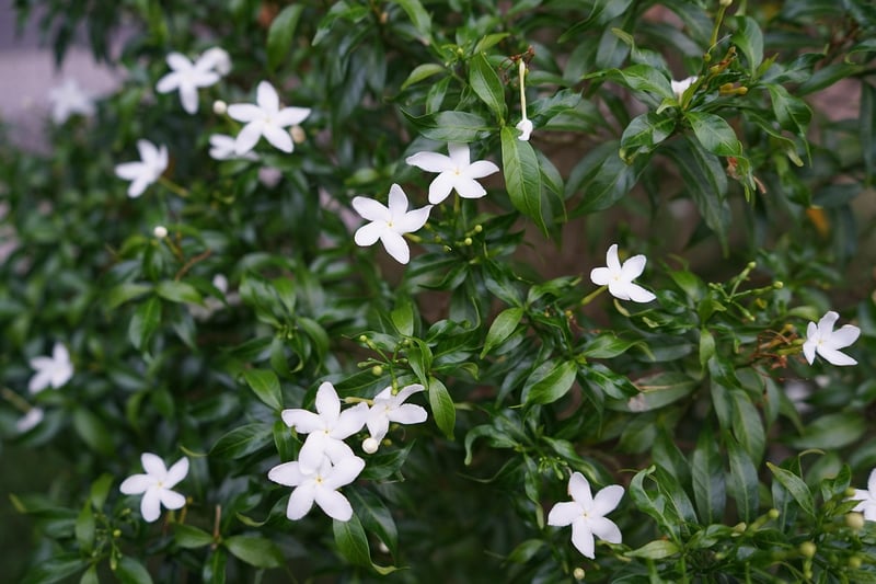 Gardenia
